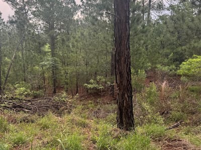 Property photo 3 at Lots 1490, 1491, 1492 Haleakala - Tahitian Village,, Bastrop, TX