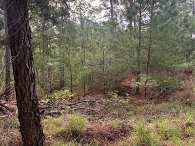 Property photo 4 at Lots 1490, 1491, 1492 Haleakala - Tahitian Village,, Bastrop, TX
