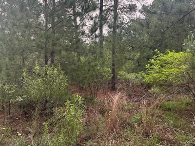 Property photo 5 at Lots 1490, 1491, 1492 Haleakala - Tahitian Village,, Bastrop, TX
