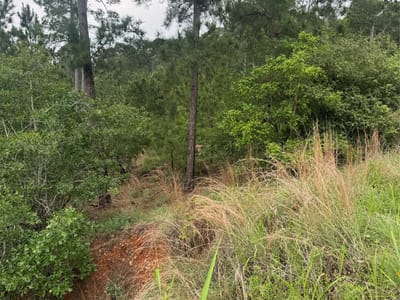 Property photo 3 at Lots 1612, 1613, 1614 Kaanapali LN - Tahitian Village,, Bastrop, TX