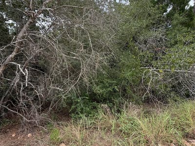 Property photo 3 at Lots  407 and 408 Molokini DR - Tahitian Village,, Bastrop, TX