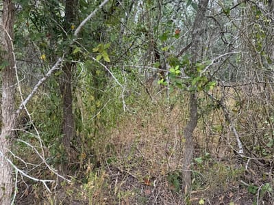 Property photo 3 at Lots 451, 452, 453 Heleakala DR - Tahitian Village,, Bastrop, TX