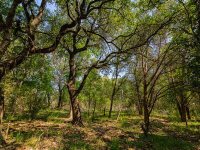 Photo 3 - TBD County Road 180 Mesquite Hollow Ranch Photo 3 of 39 at TBD County Road 180 Mesquite Hollow Ranch - Purmela, Purmela, TX