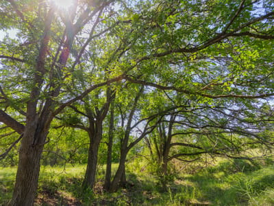 Photo 4 - TBD County Road 180 Mesquite Hollow Ranch Photo 4 of 39 at TBD County Road 180 Mesquite Hollow Ranch - Purmela, Purmela, TX