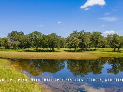 Photo 3 of 24 at TBD County Road 405 (+/- 839 acres) - Lexington, Lexington, TX