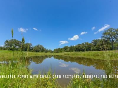 Photo 4 of 24 at TBD County Road 405 (+/- 839 acres) - Lexington, Lexington, TX