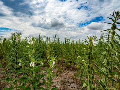 Photo 4 - TBD FM 3061 Unit #B Photo 4 of 20 at TBD FM 3061 Unit #B - Thorndale, Thorndale, TX