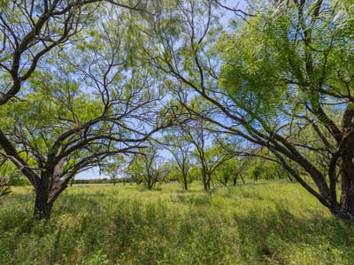 Photo 5 - TBD Hidden Pond Ranch County Road 180 Photo 5 of 32 at TBD Hidden Pond Ranch County Road 180 - Purmela, Purmela, TX
