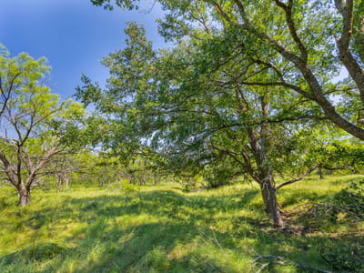 Photo 3 - TBD County Road 180 Covered Meadows Ranch Photo 3 of 21 at TBD County Road 180 Covered Meadows Ranch - Purmela, Purmela, TX