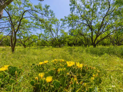 Photo 4 - TBD County Road 180 Covered Meadows Ranch Photo 4 of 21 at TBD County Road 180 Covered Meadows Ranch - Purmela, Purmela, TX