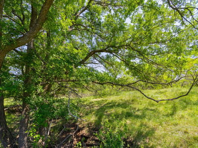 Photo 5 - TBD County Road 180 Covered Meadows Ranch Photo 5 of 21 at TBD County Road 180 Covered Meadows Ranch - Purmela, Purmela, TX