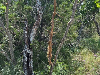 Photo 4 of 23 at TBD County Road 450 - Rocksprings, Rocksprings, TX