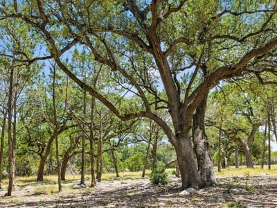 Property photo 5 at Tract 5 Cypress Cove RD - Spring Branch, Spring Branch, TX