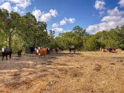 Photo 4 of 13 at Tract 8 CR 450 - Thorndale, Thorndale, TX