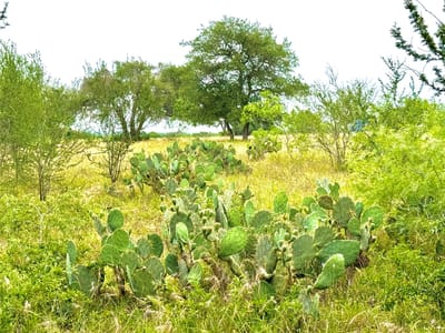 Photo 2 of 8 at TBD Tract Q FM 108 - Smiley, Smiley, TX