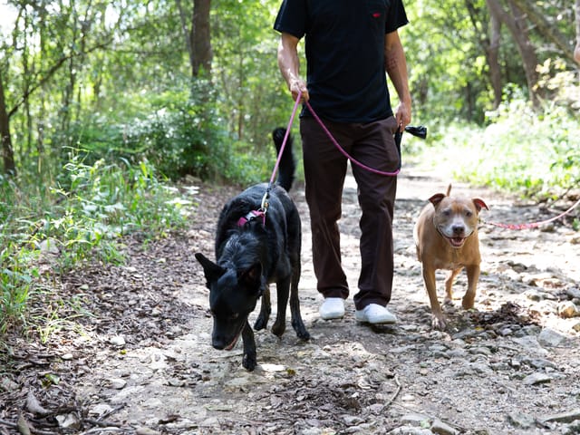 Barton Creek Greenbelt limestone trail in Barton Hills Austin
