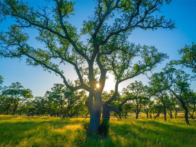 0 Bountiful Oaks Ranch