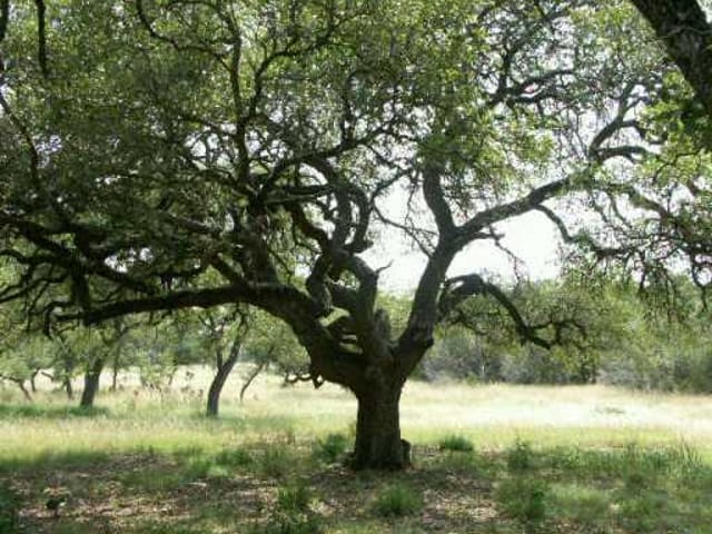 00 Enchanted Oak DR