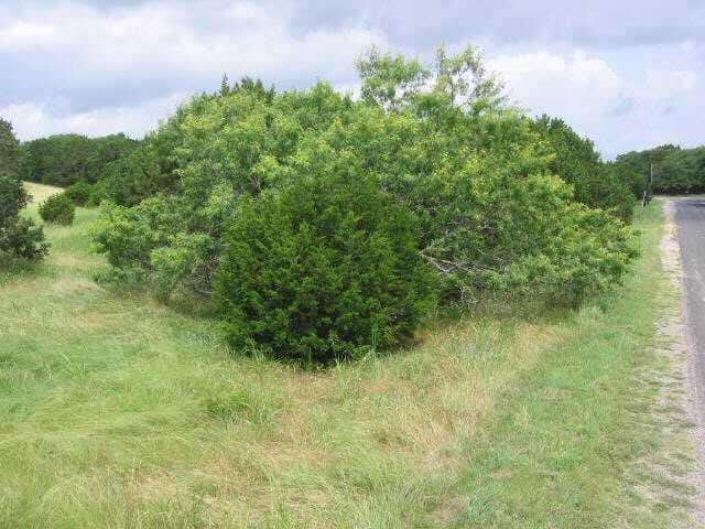 00 mesquite