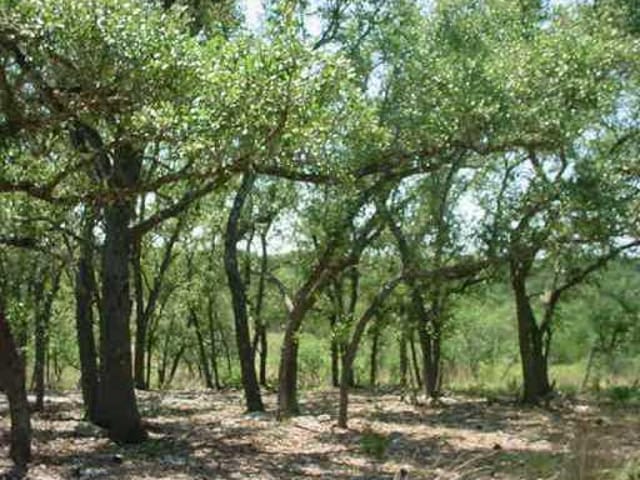 00 Pedernales Canyon TRL