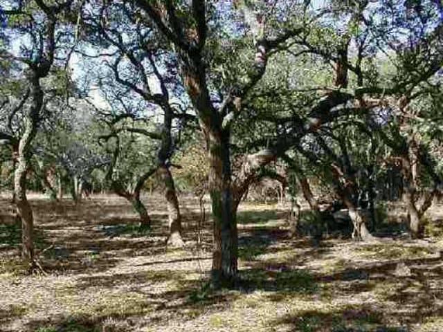 00 Rancho Grande