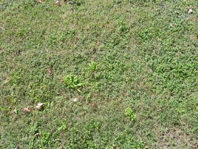 000 BLACK LOCUST