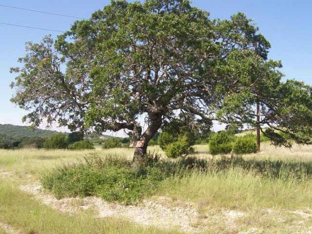 000 Cow Creek RD