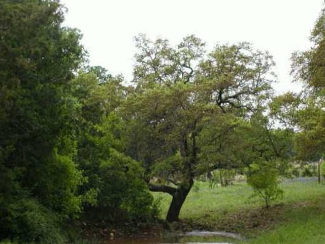 000 Oakwood LOOP