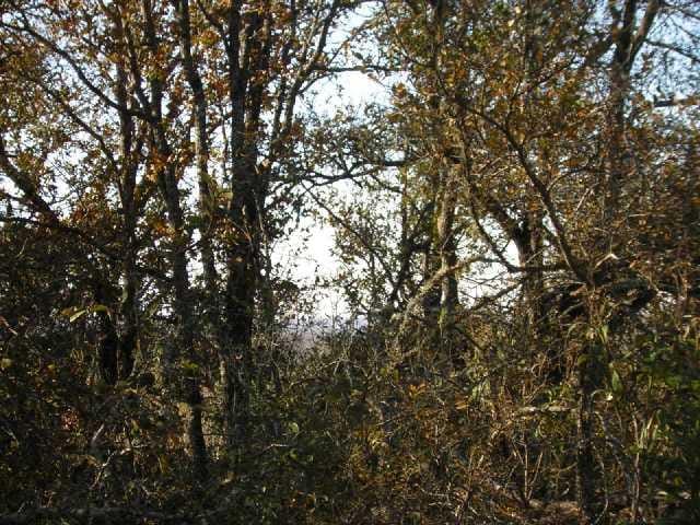 118 Piney Ridge DR