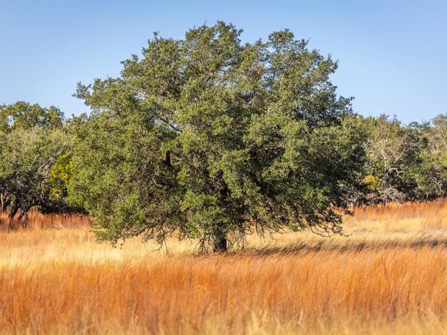 1260 County Road 2001