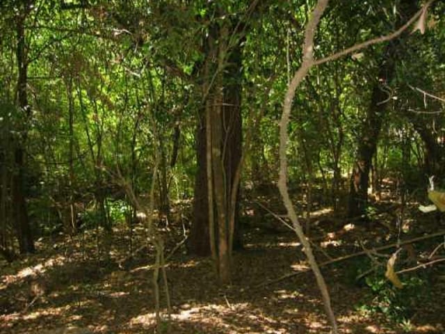 1809 Cinnamon PATH