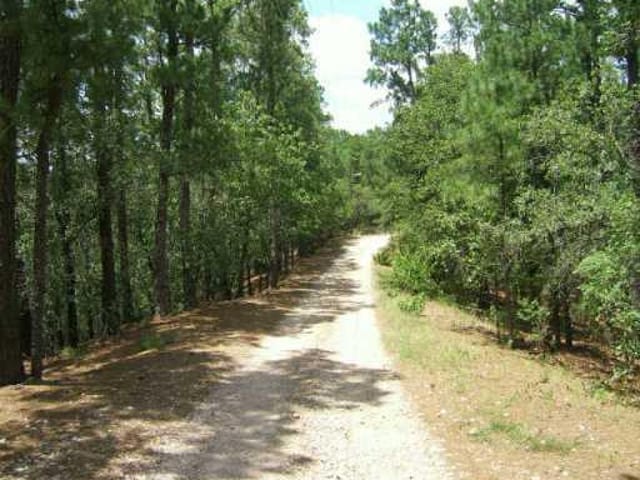 185 Majestic Forest TRL