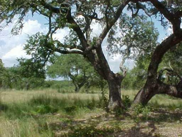 223 Barberry CV