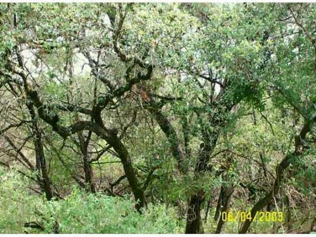 2301 TRAIL OF MADRONES