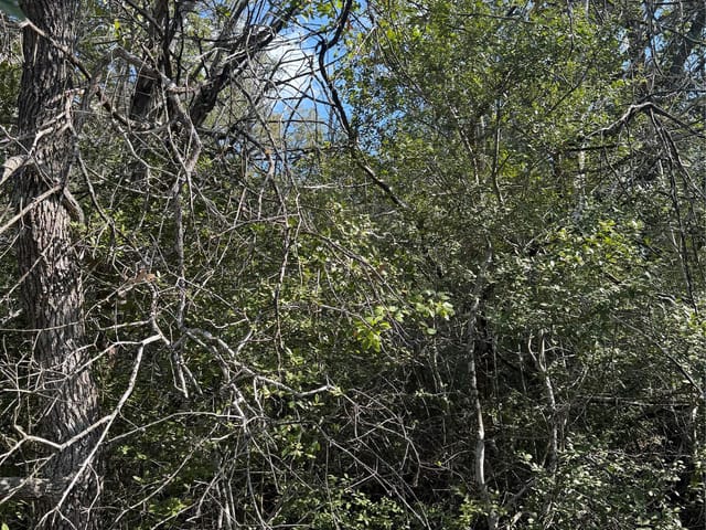 251 Iva LN