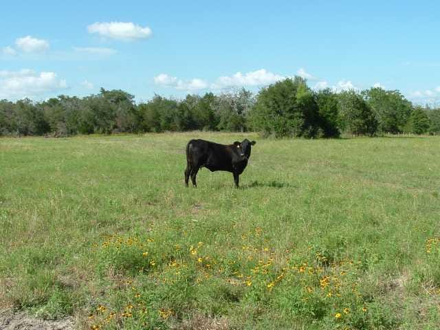 4409 FM 535