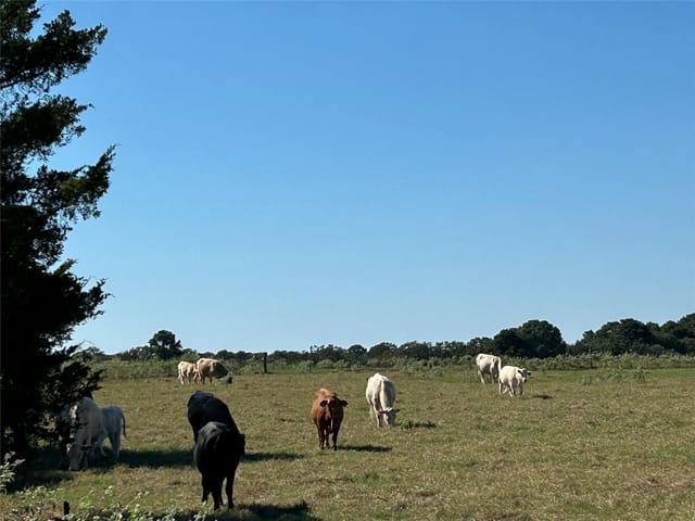 5.556 acres Farris Lane