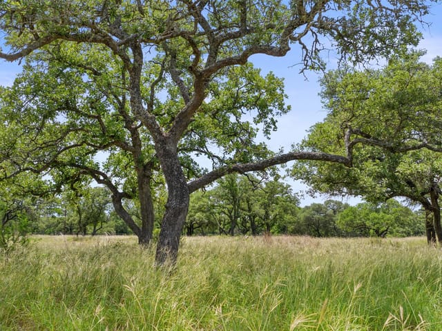 997 Sandy Oaks Ranch Rd
