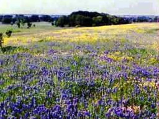CR 130 (WILD OAK TRL)