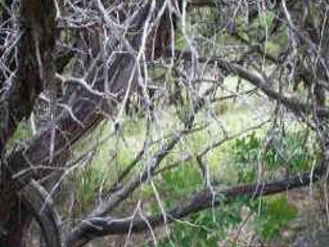 l-1362 Broken Bow TRL