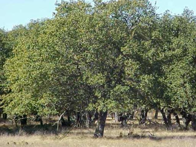 Lot 18 Cr 258