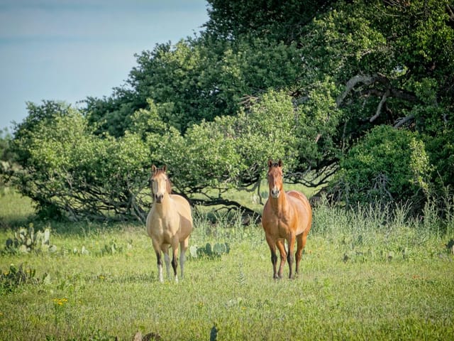 Lot 200 Swamp Creek Cove