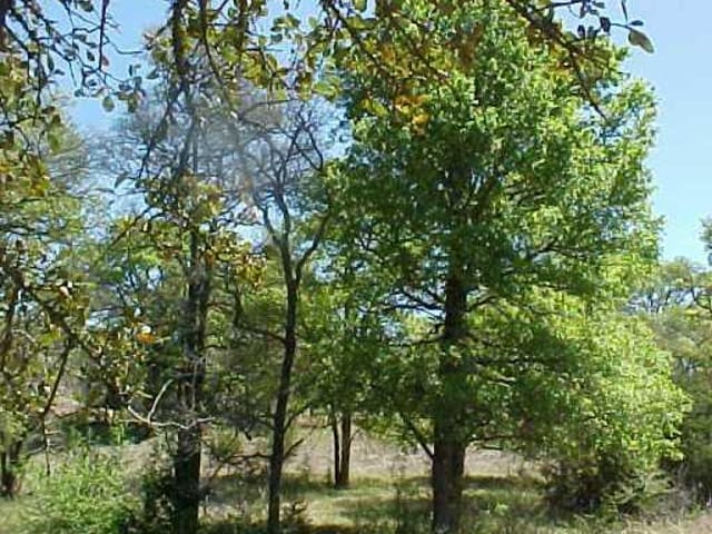 Lot 28 Spring Creek RD