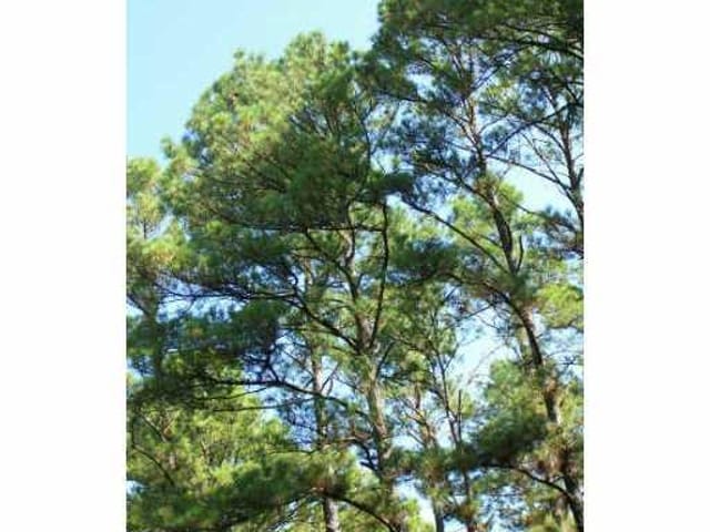 LOT 40 SAND HILLS RD
