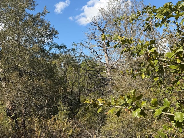 Lot 539 Palikea CIR