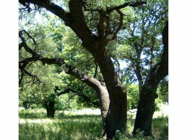 Lot 6 Avenue