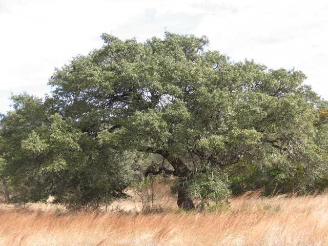 Lot 614 Sunset Canyon Dr