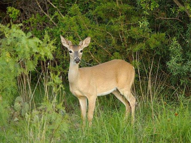 Lot 77 The Trails PKWY