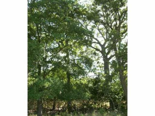 LOT 98 GOLDENWOOD WAY