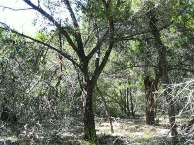 Lot6-A Roadrunner RD